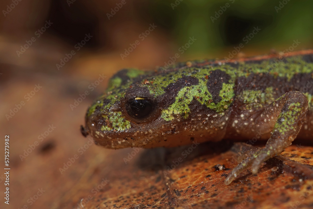 Obraz premium Closeup of the colorful green but endangered Portuguese marbled newt, Triturus pygmaeus