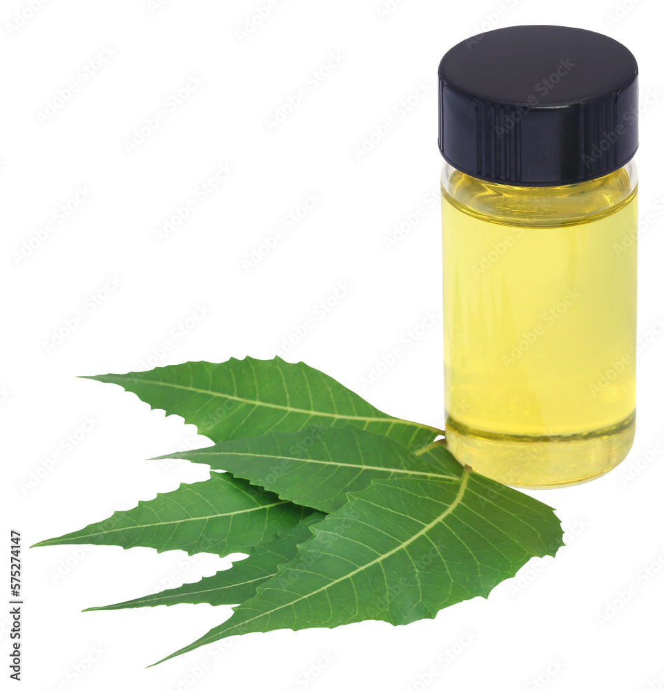 Medicinal neem extract with fruits and leaves Medicinal neem extract with fruits and leaves