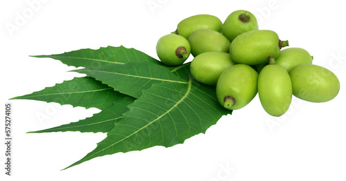Medicinal neem leaves with fruit