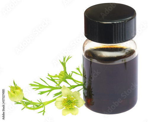 Nigella flower and essential oil in a glass bottle photo