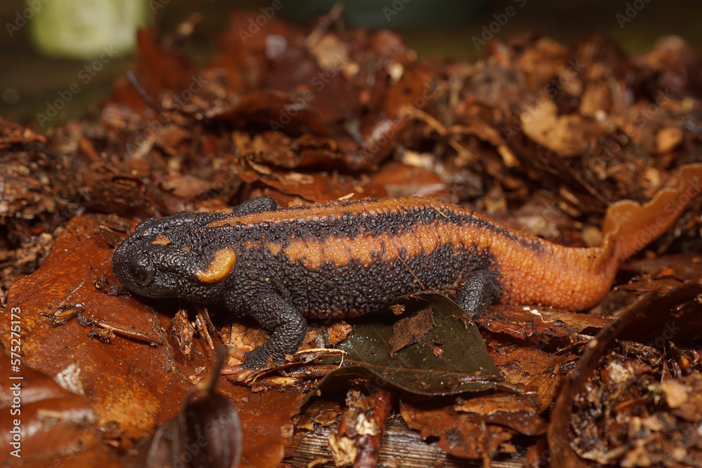 Obraz premium Closeup on the colorful and endangered Asian Red-tailed Knobby Newt, Tylototriton kweichowensis