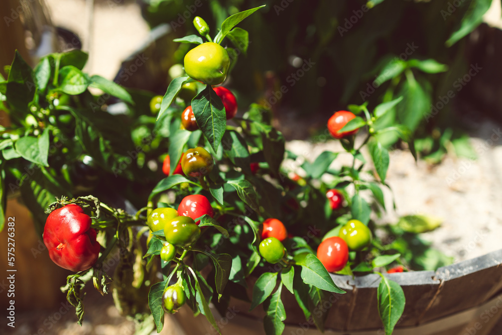 Obraz premium close-up of bell pepper capsicum plant outdoor growing into wine barrel as pot