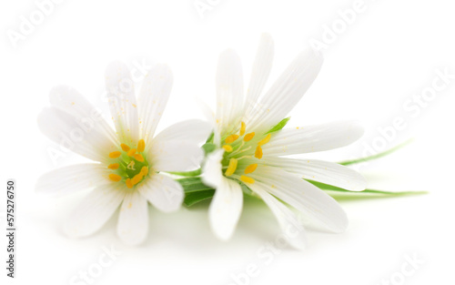 Two white flowers. © olhastock