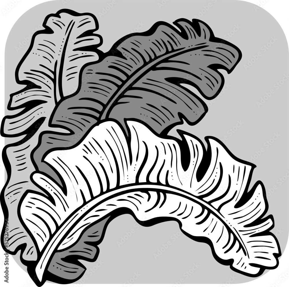 Obraz premium Banana leaves decorative vector elements for banner design, greeting card, holiday poster. Hand drawn illustration, botanical summer vacation theme. Nature ecological, romantic garden. relaxing spa.