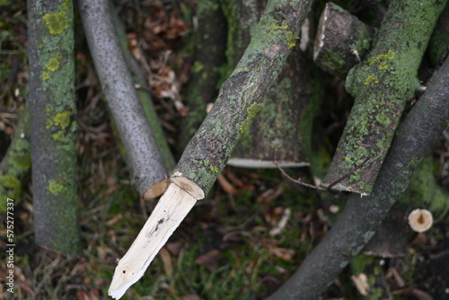spring pruning of trees, cut tree trunks, moss-covered arbor trunks, cut branches of shrubs, mistletoe on branches, sanitary pruning of trees, trimming trees, pruning trees, gray logs of wood 