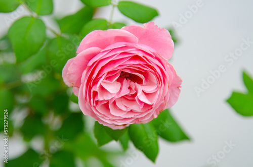 Rose flower flowers of love.