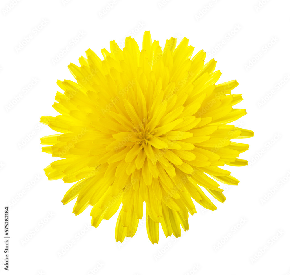 Close-up of yellow Dandelion flower isolated on white background. Close-up of yellow Dandelion flower isolated on white background.