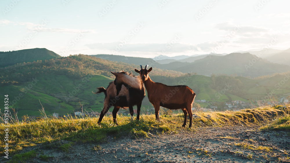 Goats in the nature at sunset light