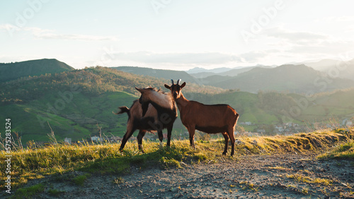 Goats in the nature at sunset light