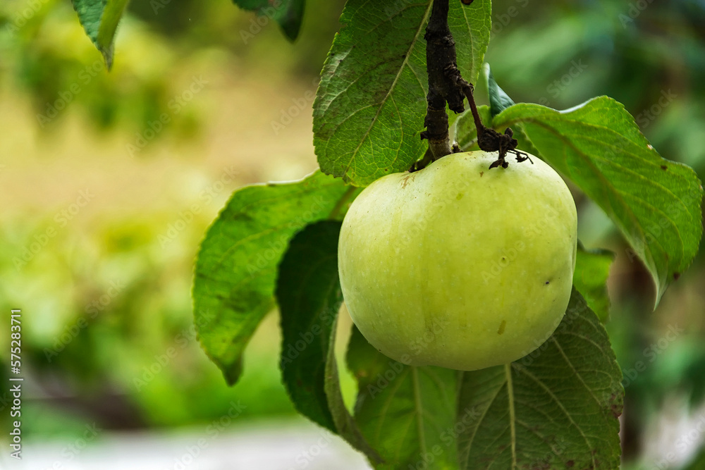 A ripe Apple closeup hanging on a branch among green leaves A ripe Apple closeup hanging on a branch among green leaves