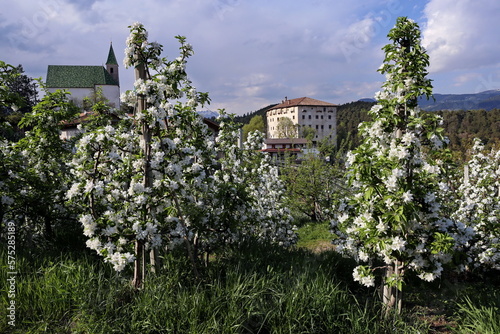 Foto Apple blossom in South Tyrol, Italy