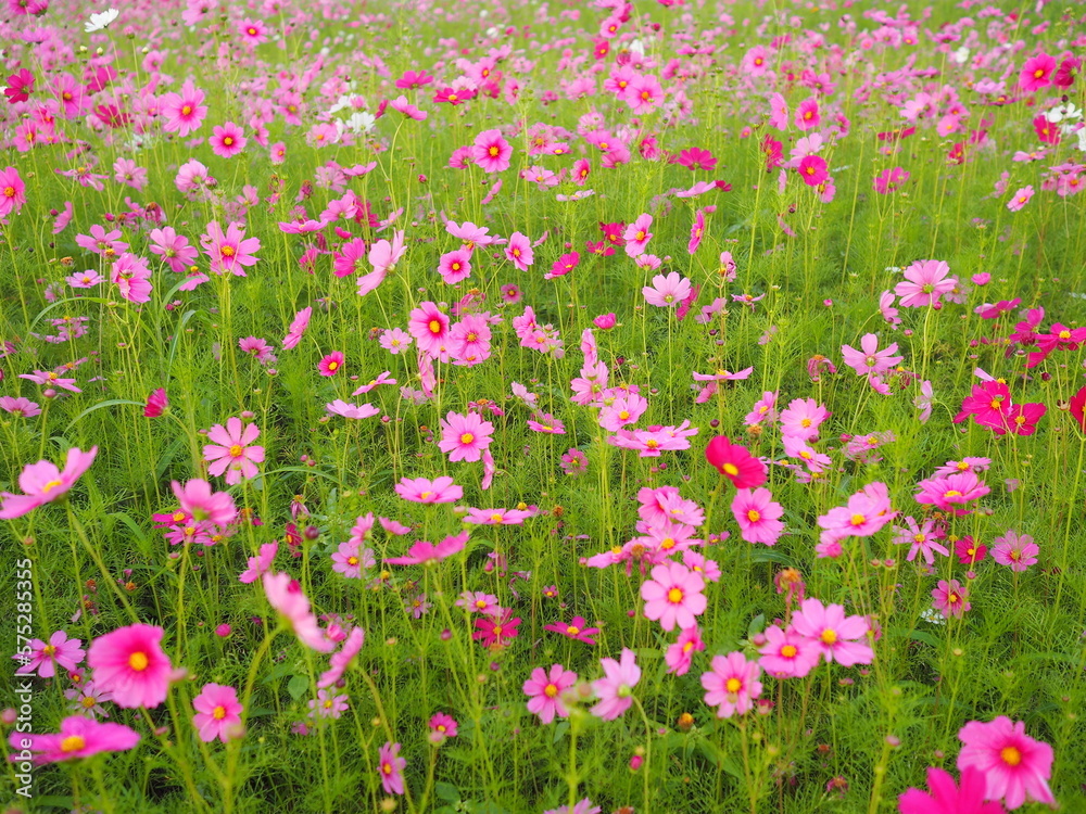 Beautiful Mexican Daisy or cosmos fields, Light pink, pink,purple, pinkish white has fragile petals of various colors that bloom in the sunlit garden. Scientific name: Cosmos bipinnatus Cav.
Beautiful Mexican Daisy or cosmos fields, Light pink, pink,purple, pinkish white has fragile petals of various colors that bloom in the sunlit garden. Scientific name: Cosmos bipinnatus Cav.