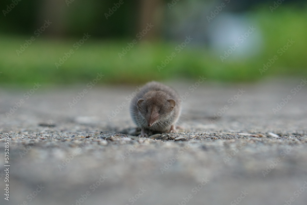 Tiny mouse