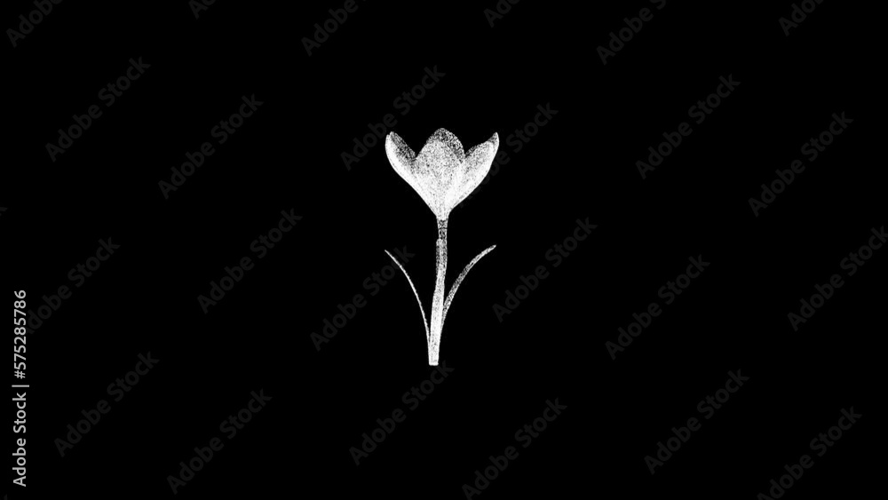3D spring flower rotates on black bg. Object dissolved white flickering particles 60 FPS. Business advertising backdrop. Science concept. For title, text, presentation. 3D animation