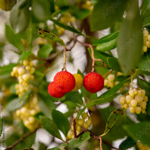 Arbutus unedo (Strawberry Tree) with red and orange fruits in autumn. Detail of fall fruits and bell-shaped white flowers on arbutus evergreen tree close up.