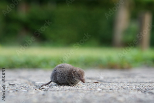Shrew mouse
