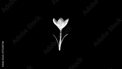 3D spring flower rotates on black bg. Object dissolved white flickering particles 60 FPS. Business advertising backdrop. Science concept. For title, text, presentation. 3D animation