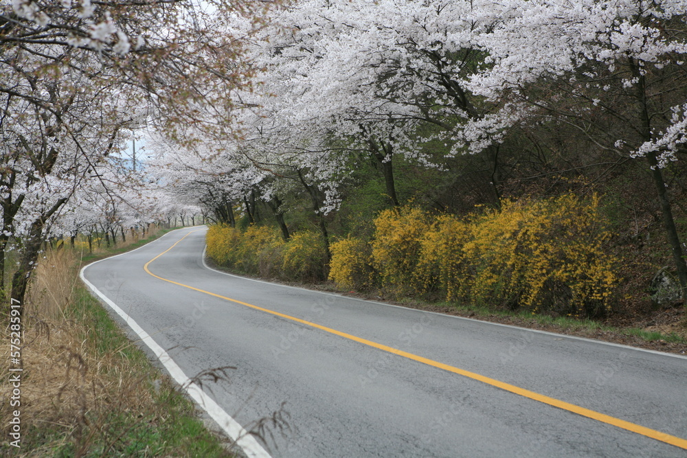 Fototapeta premium road in spring
