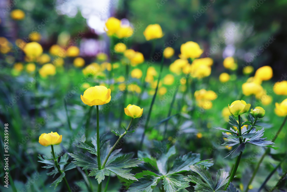 Plants and flowers macro. Detail of petals and leaves at sunset. Natural nature background.