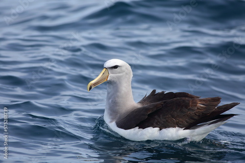Close up view of an adult Salvin's albatross or Salvin's mollymawk - Thalassarche salvini - swimming in the South Pacific Ocean, with blue sea background, near Stewart Island, New Zealand