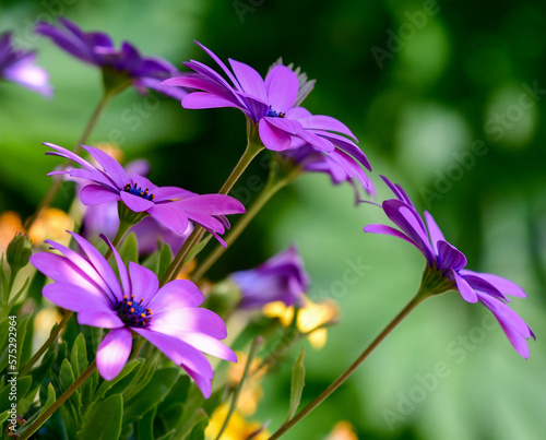 purple flowers  blue heart  soft focus