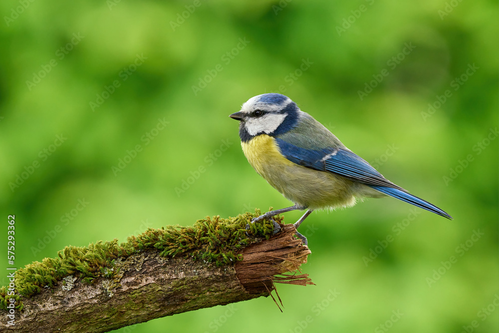 bird on a branch bird on a branch