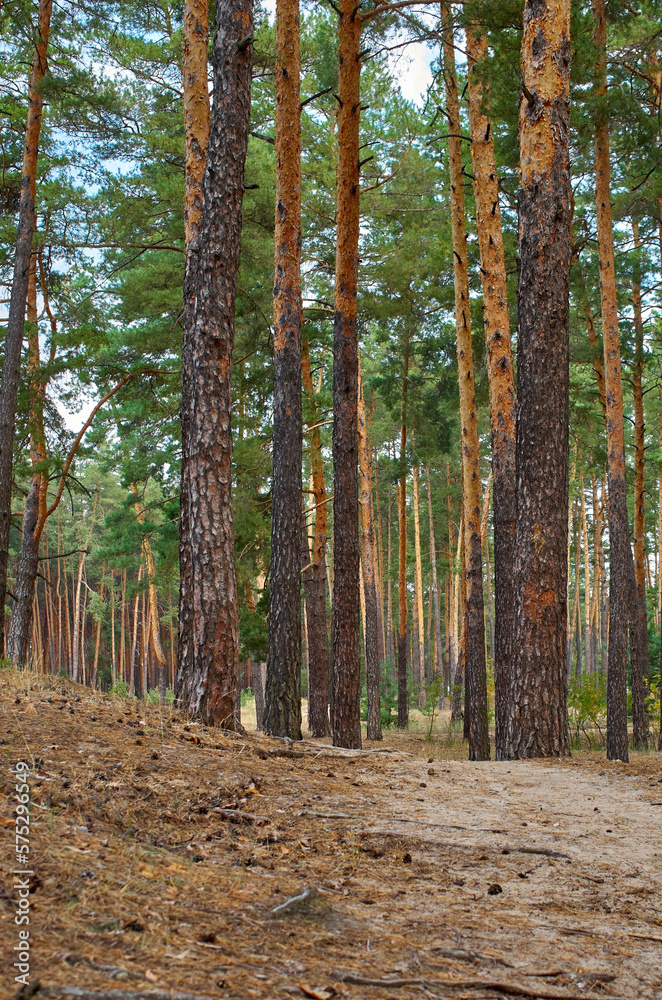 path in a pine forest, landscape path in a pine forest, landscape