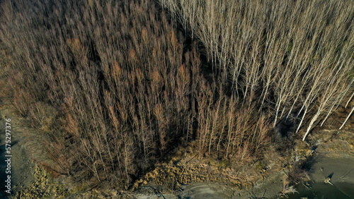 Φωτογραφία A high-angle aerial drone view of a dense forest of bare, leafless deciduous trees (likely poplars or birch) during late autumn or winter