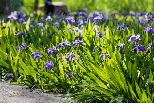 Fototapeta Naklejka Na Ścianę i Meble -  A mass of irises growing in the park