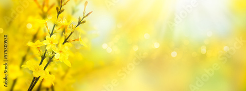 Fotografiet flowering forsythia in springtime sunshine, floral spring background banner conc