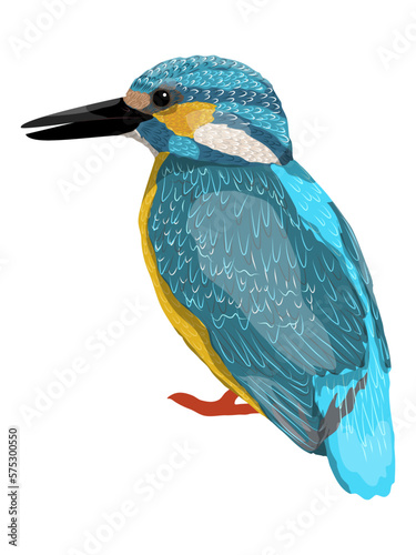 Kingfisher. Wild birds of Eurasia and North America. Realistic vector animal
