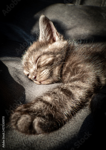 śpiący kotek ,spokój ,relaks