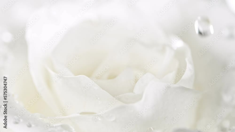 Super slow motion of falling drops of water on white rose blossom. Filmed on high speed cinema camera.