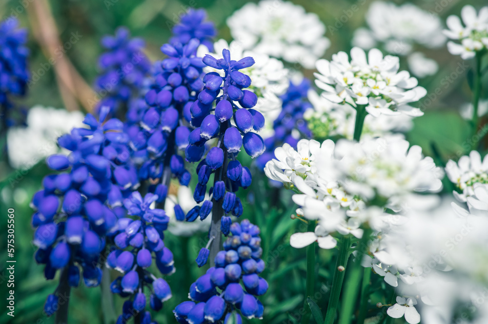 wiosenne kwiaty w ogrodzie niebieskie szafirki i białe Stock Photo ...
