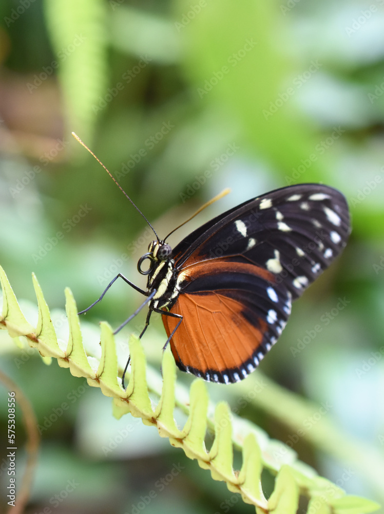 Fototapeta premium The tiger longwing butterfly Heliconius hecale sitting on a leaf