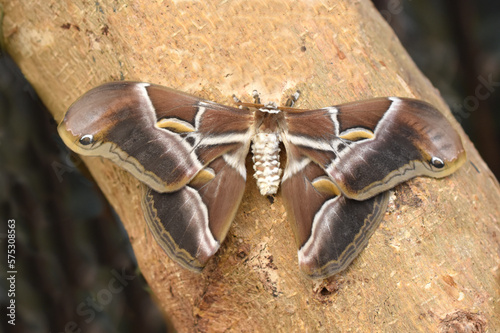 The big nocturnal moth Samia ricini resting photo