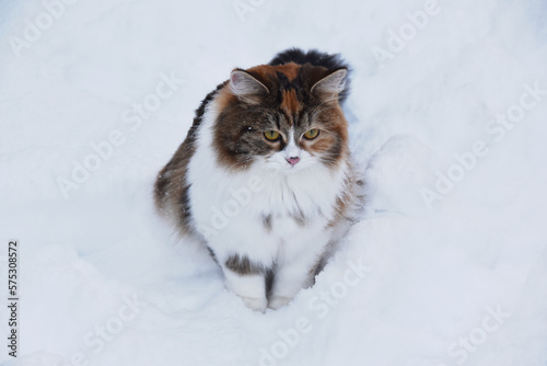 Tricolor purebreed Siberian cat outdoor in snow