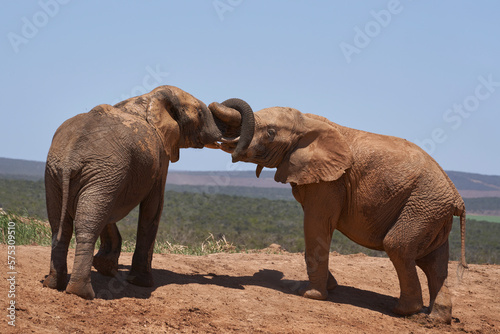 African elephant (Loxodonta africana) intertwine trunks at a waterhole in Addo Elephant National Park, Western Cape, South Africa