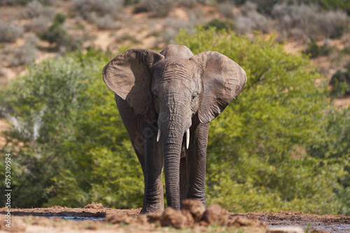 African elephant (Loxodonta africana) drinking at a waterhole in Addo Elephant National Park, Western Cape, South Africa
