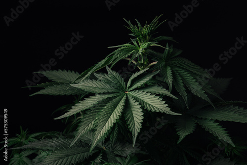 cannabis plant and marijuana leaf