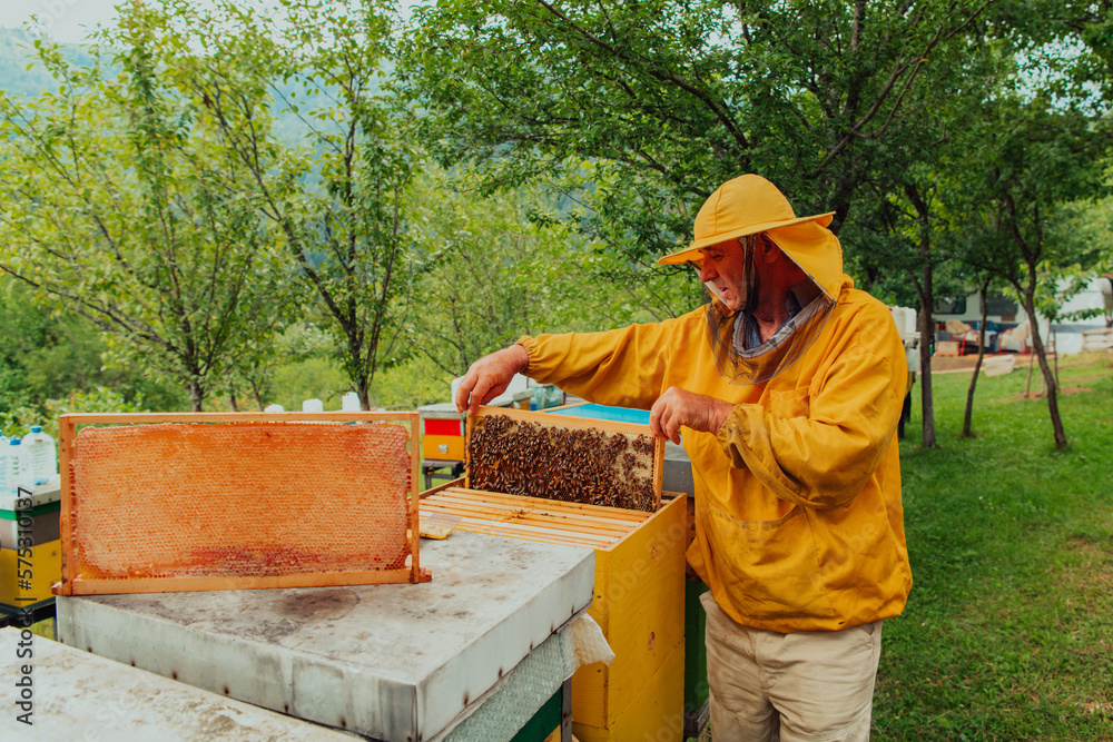 Senior beekeeper checking how the honey production is progressing. Photo of a beekeeper with a comb of honey Senior beekeeper checking how the honey production is progressing. Photo of a beekeeper with a comb of honey