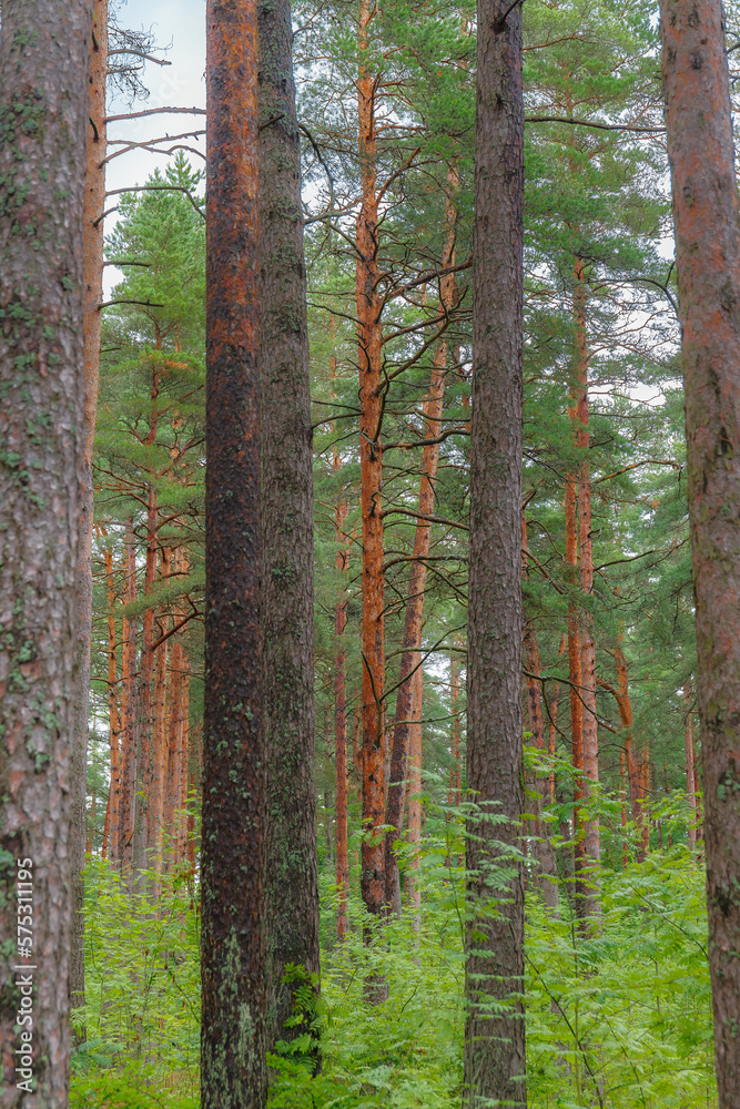 Obraz premium Evergreen pine forest, gloomy weather. Tree trunks close-up. Abstract natural pattern, texture, background. Pure nature concept