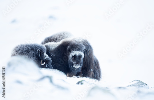 Baby musk ox in Dovrefjell mountains in winter