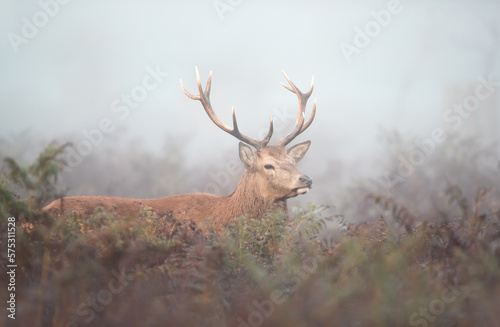 Close up of a red deer stag in the morning mist © giedriius