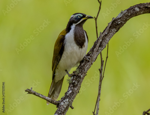 Blue-faced Honeyeater on a branch in Northern NSW Australia