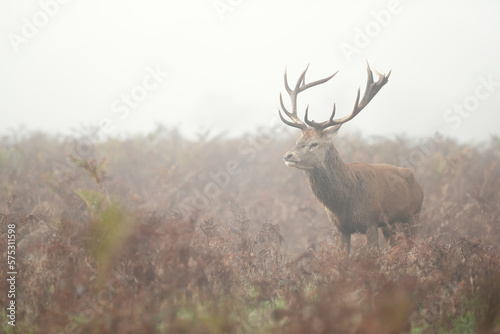 Red deer stag in the morning mist in autumn