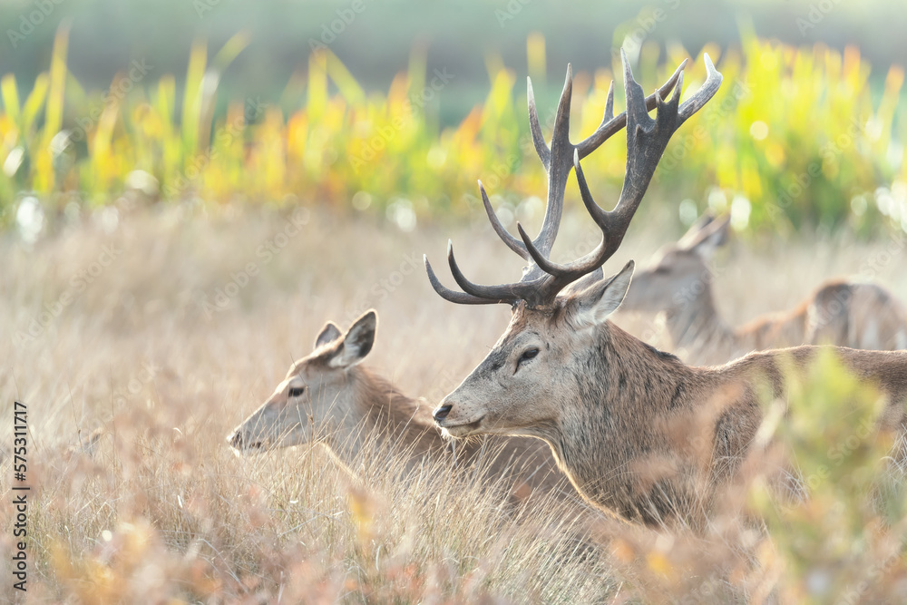 Fototapeta premium Red deer stag with hinds during rutting season in autumn