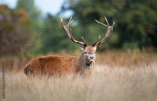 Fototapeta Naklejka Na Ścianę i Meble -  Close up of a red deer stag in autumn