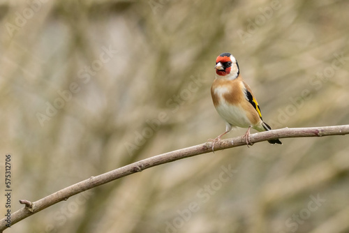 Goldfinch on a branch © Marcus Grant