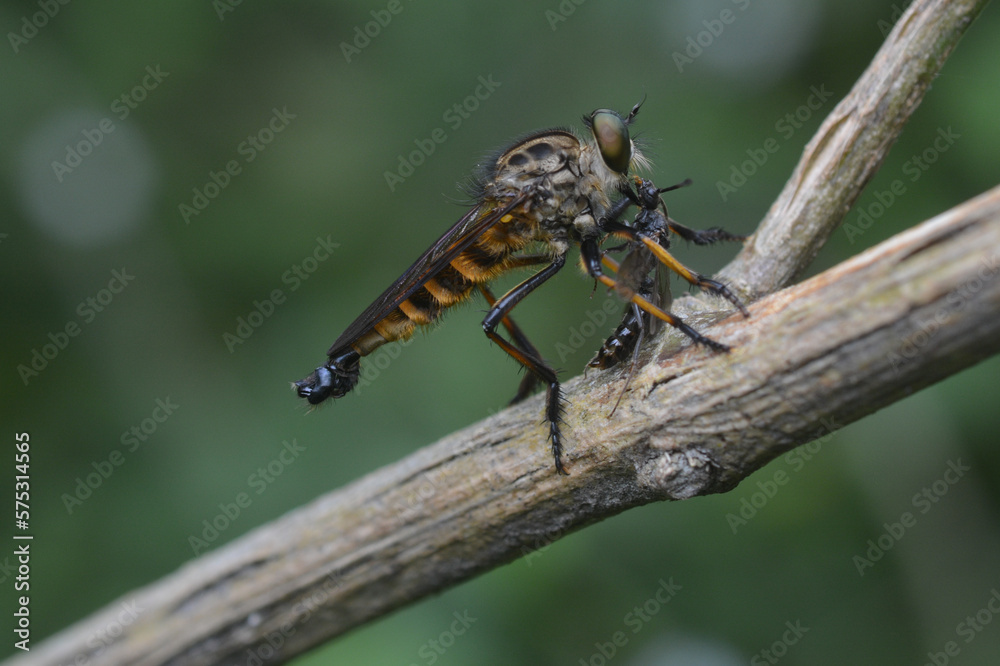 robber fly tiger perched on a tree branch eating insects robber fly tiger perched on a tree branch eating insects